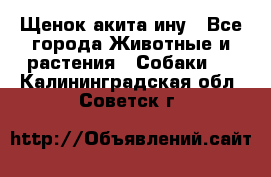 Щенок акита ину - Все города Животные и растения » Собаки   . Калининградская обл.,Советск г.